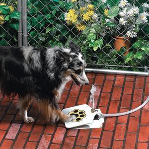 Dogs Water Fountain